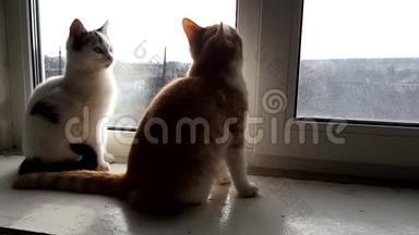 两只小猫坐在窗台上，看着窗外阳光明媚的乡村景色